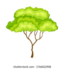 Green Tree with Brown Trunk and Leafy Crown as Forest Element Vector Illustration