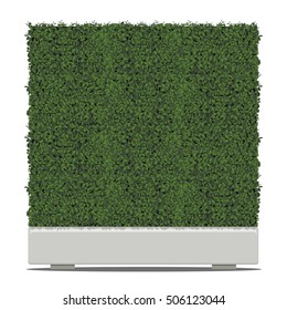Green tree cube shape in pots isolated on white background.