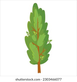 Green tree. Cypress White cedar. A plant for the garden. Forest. Vector illustration isolated on white background.