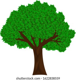 Green tree with dark brown trunck isolated on white background vector illustration. 