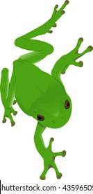 Green Tree Frog