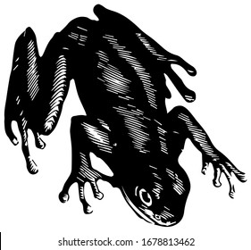 The green tree frog is distinguished by suckers under its toes, vintage line drawing or engraving illustration.