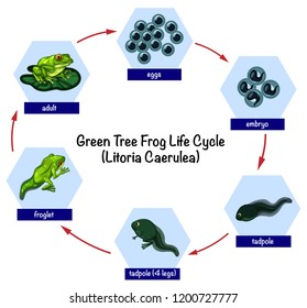 Green tree frog life cycle