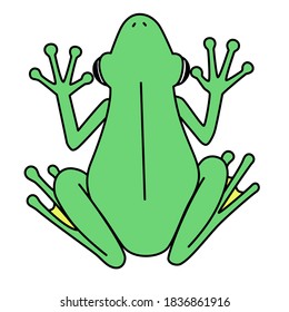 A green tree frog seen from the above .