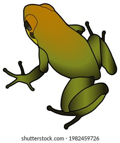 Green tree frog. Small tropical frog. Dart frog. 
