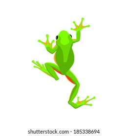 Green Tree Frog Vector