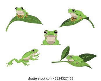Green tree frog vector character set in various poses