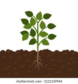 Árbol verde en el suelo. Cultivar planta con hojas y raíz. Ilustración vectorial.