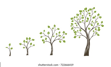 Green tree growth eco concept. Tree life cycle.