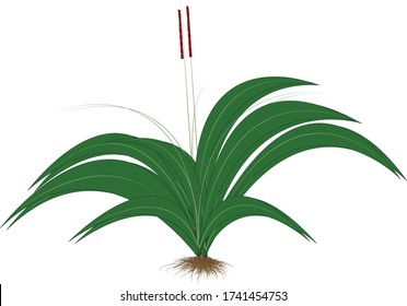 Der grüne Baum hat rote Blumen.