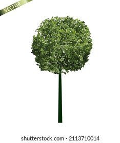 Árbol verde aislado en fondo blanco. Ilustración del contorno del vector. 