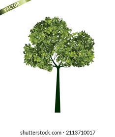 Árbol verde aislado en fondo blanco. Ilustración del contorno del vector. 
