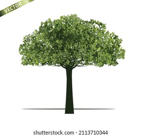 Green Tree Isolated on White Background. Vector outline Illustration. 