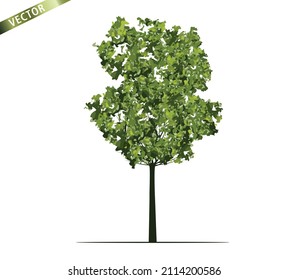 Green Tree Isolated on White Background. Vector outline Illustration. 
