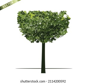 Árbol verde aislado en fondo blanco. Ilustración del contorno del vector. 