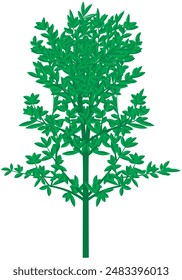 green tree isolated on white background. perennial plants drawing
