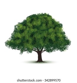 Green tree isolated on white background. Vector illustration