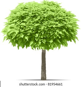 green tree isolated on white, vector