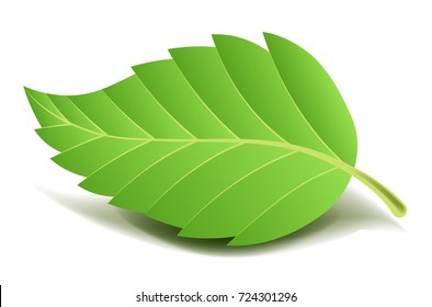 Green tree leaf on small stem with ribbed edge