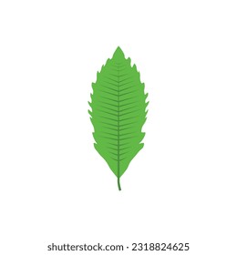 Green tree leaf vector illustration isolated on transparent background