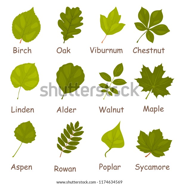 Green Tree Leaves Color Vector Icons Stock Vector (Royalty Free) 1174634569