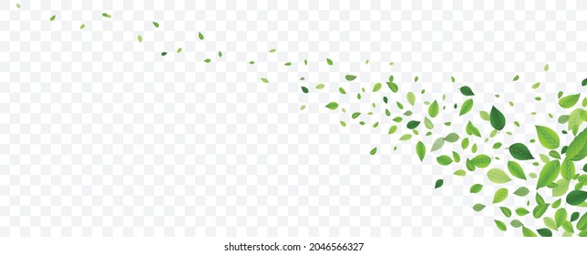 Green tree leaves falling, isolated on transparent background