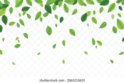 Green tree leaves falling, isolated on transparent background