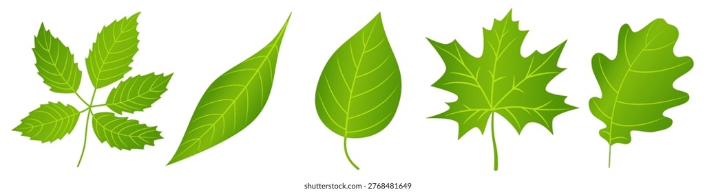 Green tree leaves isolated cutout vector clipart illustration set. Summer or spring leaves design elements in bright colors. Tree foilage nature pictogram, logo or icon collection.