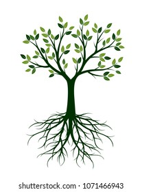 Green Tree with Leaves and Roots. Vector Illustration and floral element.