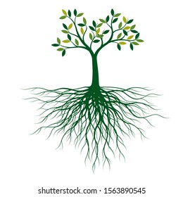 Green Tree with Leaves and Roots. Vector outline Illustration. Plant in Garden.