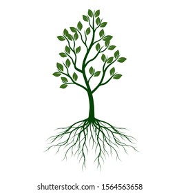 Green Tree with Leaves and Roots. Vector outline Illustration. Plant in Garden.