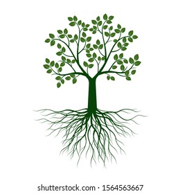 Green Tree with Leaves and Roots. Vector outline Illustration. Plant in Garden.
