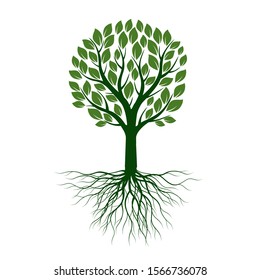 Green Tree with Leaves and Roots. Vector outline Illustration. Plant in Garden.