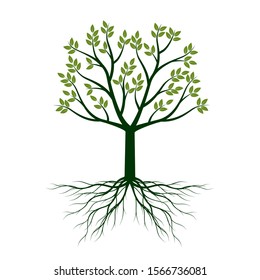 Green Tree with Leaves and Roots. Vector outline Illustration. Plant in Garden.