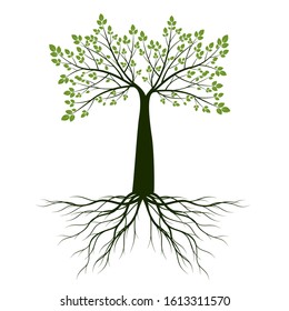 Green Tree with Leaves and Roots. Vector outline Illustration. Plant in Garden.