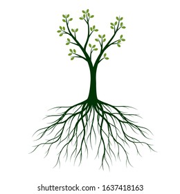 Green Tree with Leaves and Roots. Vector outline Illustration. Plant in Garden.