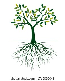 Green Tree with Leaves and Roots. Vector outline Illustration. Plant in Garden.