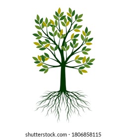 Green Tree with leaves and Roots. Vector outline Illustration. Plant in Garden.