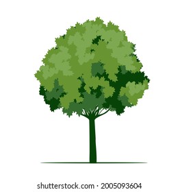 Árbol verde con hojas y raíces. Ilustración del contorno del vector. Planta en el jardín.
