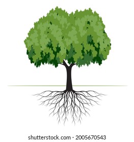 Green Tree with Leaves and Roots. Vector outline Illustration. Plant in Garden.