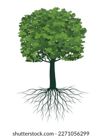 Green Tree  with Leaves and Roots. Vector outline Illustration.