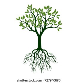 Green Tree with Leaves and Roots. Vector Illustration.