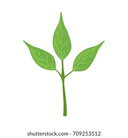 Green tree leaves vector Illustration