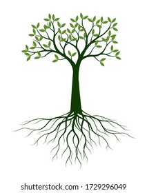 Árbol verde con hojas. Ilustración del contorno del vector. Planta en el jardín.