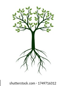 Green Tree with Leaves. Vector outline Illustration. Plant in Garden.