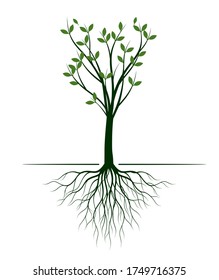 Árbol verde con hojas. Ilustración del contorno del vector. Planta en el jardín.