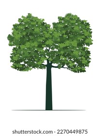 Árbol verde con hojas. Ilustración del contorno del vector.