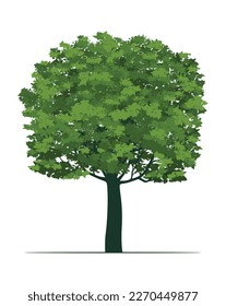 Green Tree with Leaves. Vector outline Illustration.