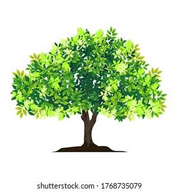 Green tree on white background. Illustration vector