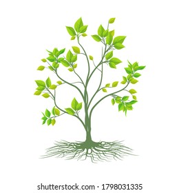 Green tree on white background, vector illustration